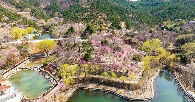 青岛十梅庵爆红预警！本周末2万株梅花炸开成海，这份春日限定浪漫再不看就谢了！