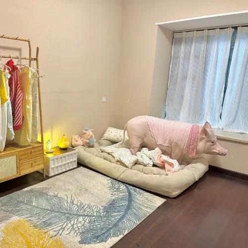 有人远远看见一对情侣在遛一只“拉布拉多”,结果凑近一看直接愣住,哪儿是什么狗啊,