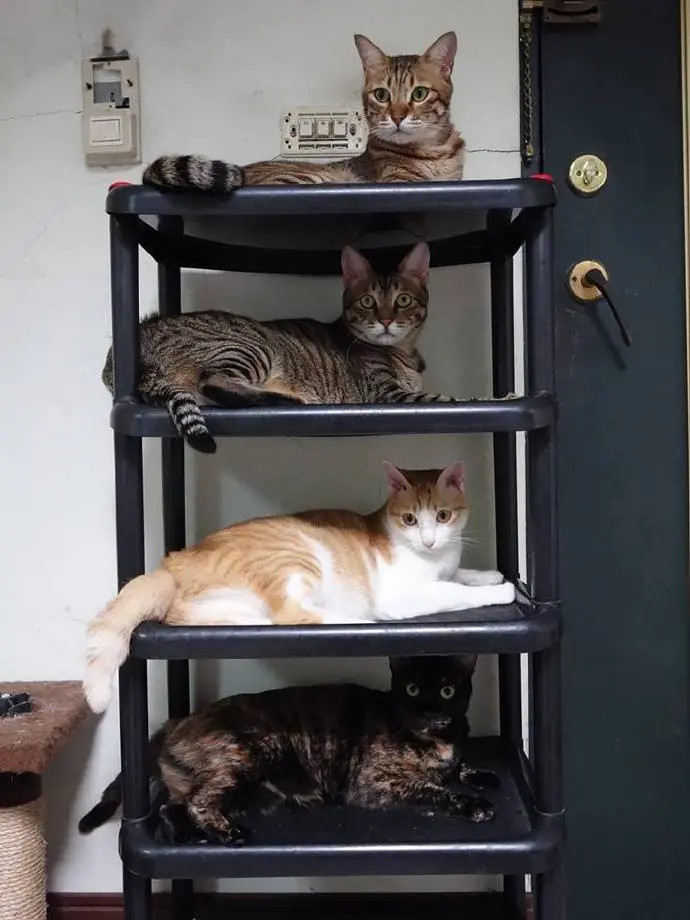 网友家的猫公寓完成了，每楼都有美喵喵！