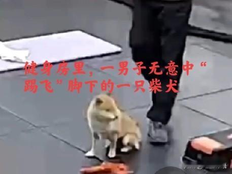 看了视频，我笑不出来！请善待您身边的毛孩子！网上看到一段视频:4月25日