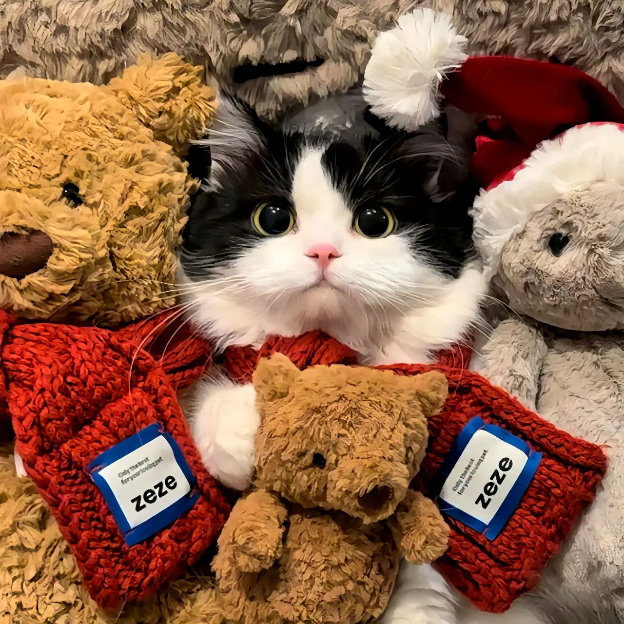 猫∶小小年纪我就已经左拥右抱了