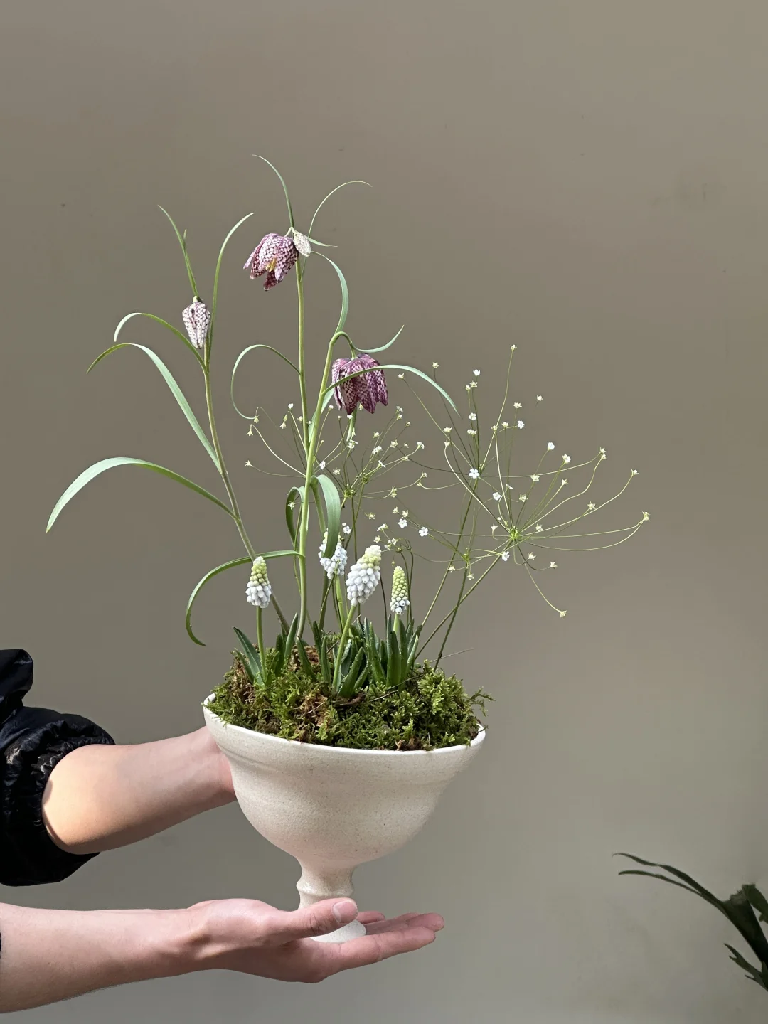 春日灵动感小盆栽🌿