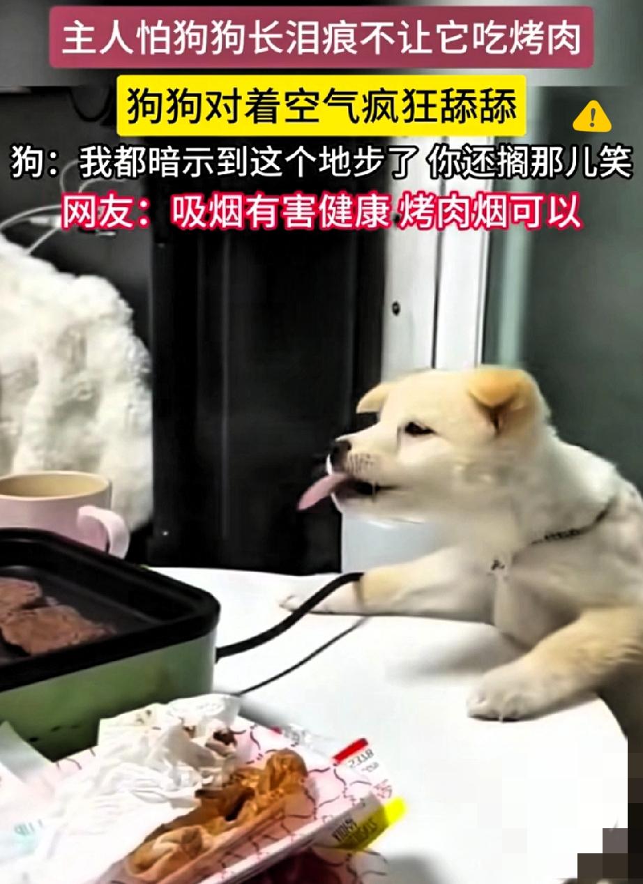 笑不活了！北京这只“空气干饭汪”，把馋嘴的分寸感拿捏得死死的！主人周末约