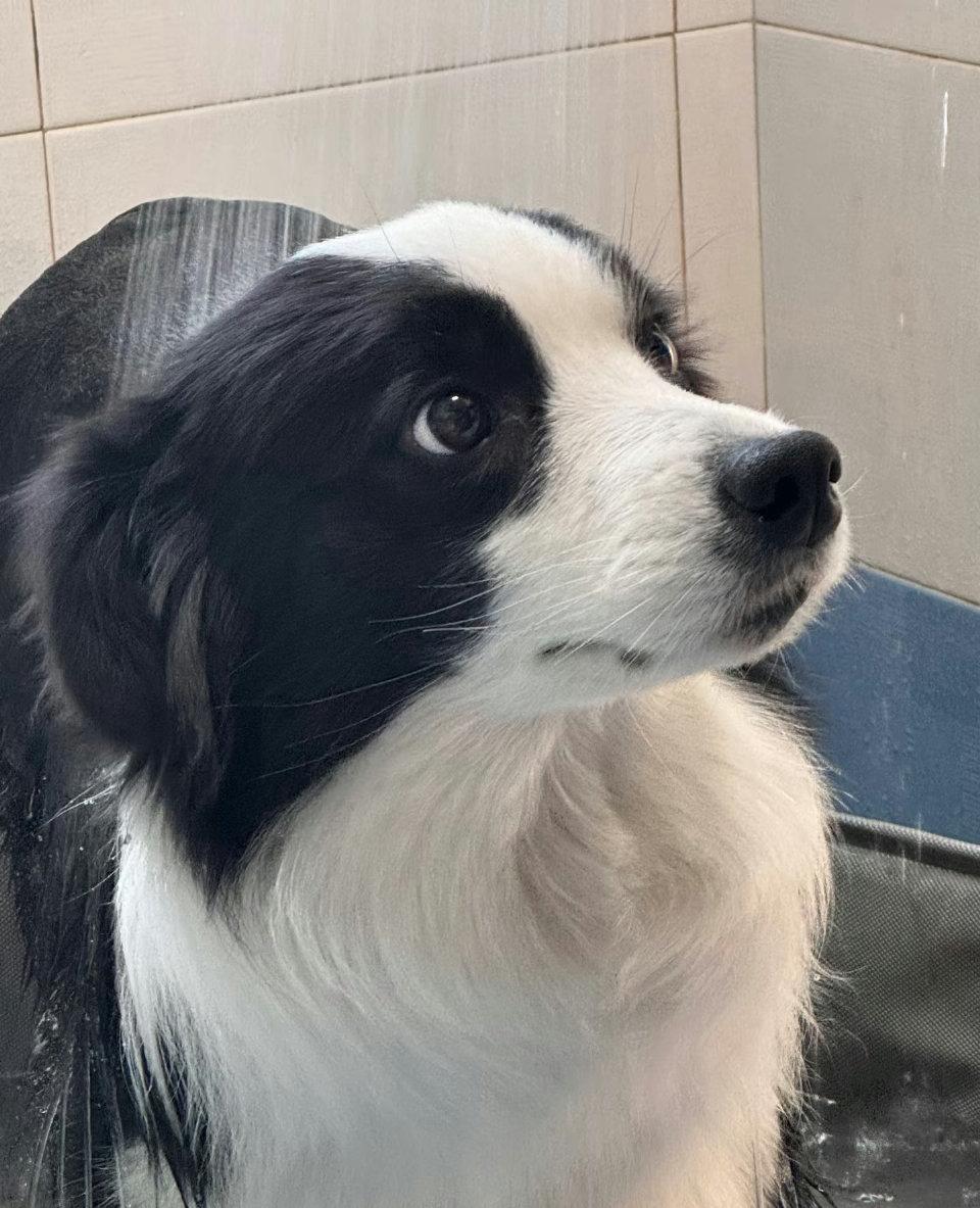 “救我狗命”的500元，花得太值了！但更希望天下狗狗都能被温柔以待昨天看到这样