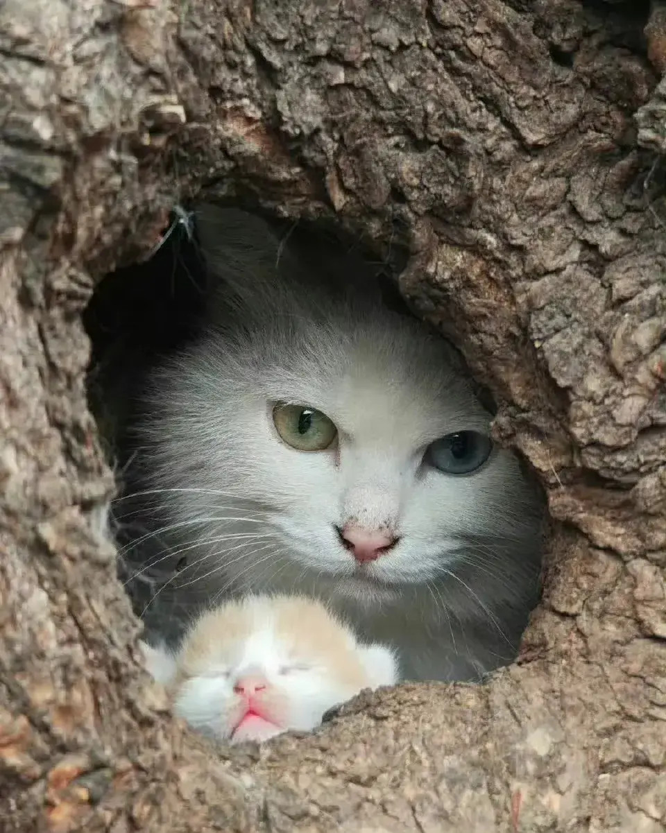 母猫在树洞产小猫，小猫在树洞里睡觉，安静而美好。