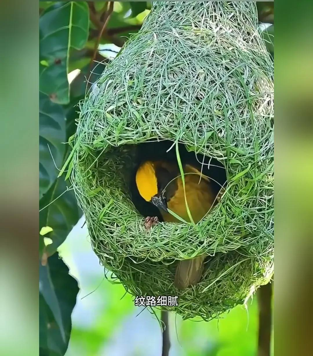 每一个生灵都有各自独特的智慧，鸟类如此，如燕子雄鹰，昆虫类如此，如蜜蜂蚂蚁，哺乳