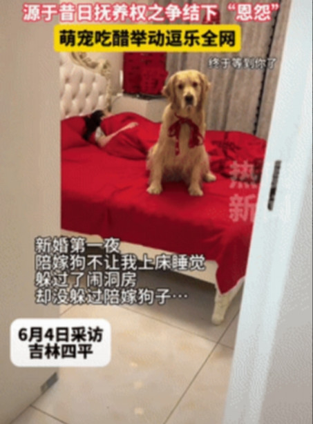 “万物皆有灵！”吉林四平，一夫妻新婚第一夜，新郎准备上床睡觉时，陪嫁狗却跑到床上