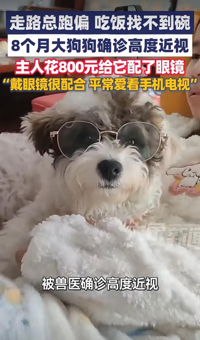 活久见！河南一只才8个月大的小可爱，走路撞墙、吃饭找不着碗，带去医院一检查，结果