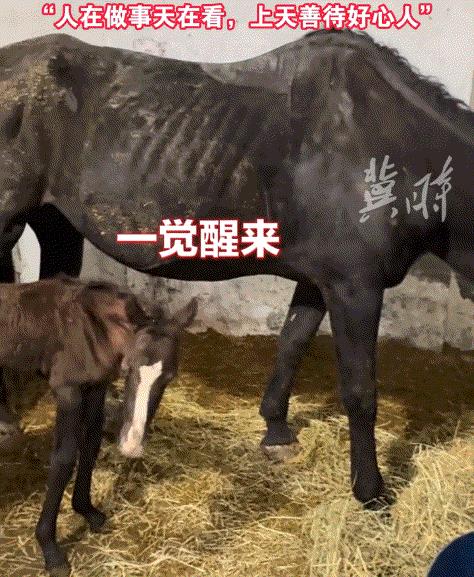 意外之喜,山东淄博,一男子的朋友向男子紧急出售了一匹朋友以为生了病的母马,男子知