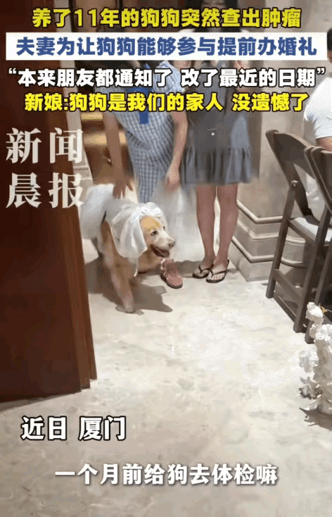 “太有爱了！”厦门男子养了11年的狗狗突然查出肿瘤。没想到，他为了让狗狗能参与他