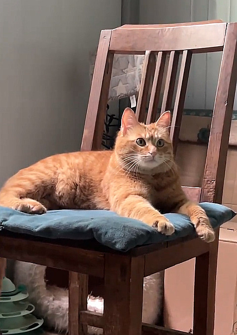 这个屋子里,因为有了它在,便有了生机。猫跟老人真的很配!一把老椅子,一只老猫,一