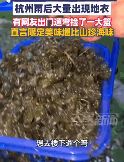 谁说天上不会掉馅饼？杭州，连日大雨后，市民惊讶地发现，小区草坪和公园里一夜之间长