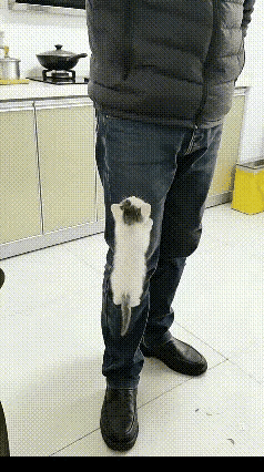 离谱！现在的小猫咪都这么会“占人为主”了吗？