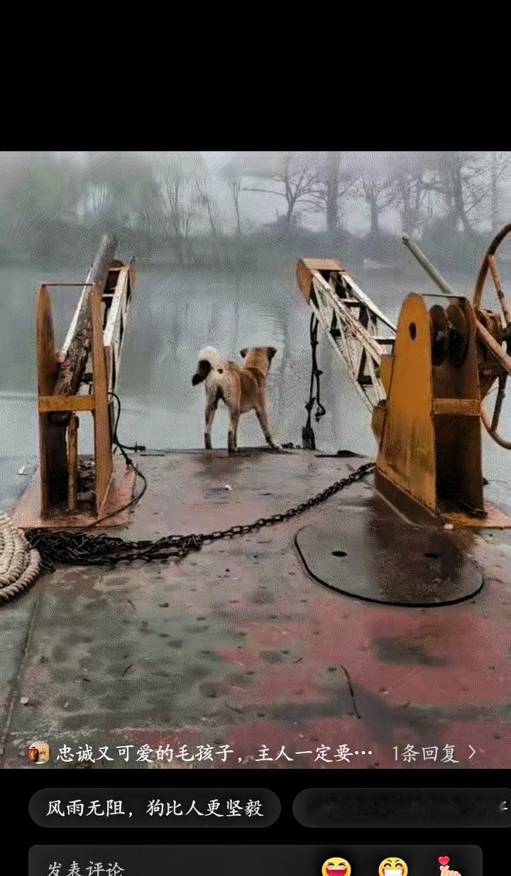 万物有灵，湖南，一只名叫大黄的中华田园犬，用日复一日的陪伴，温暖了很多人。