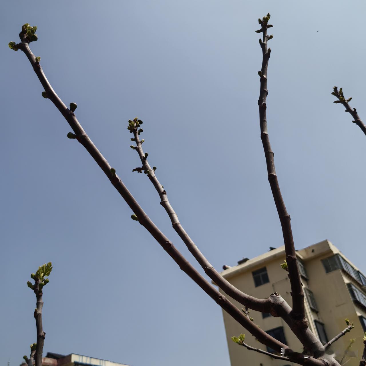 无花果到底哪个季节结果?无花果一年中3季孕果：春、夏、秋；果实成熟采摘，则在夏、