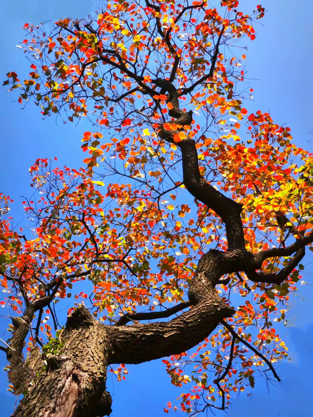 一棵秋天的乌桕树，色彩绚烂