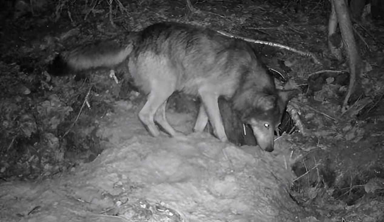 在大众认知中，狼常被贴上“冷血”“凶残”的标签，是草原上令人警惕的掠食者。但