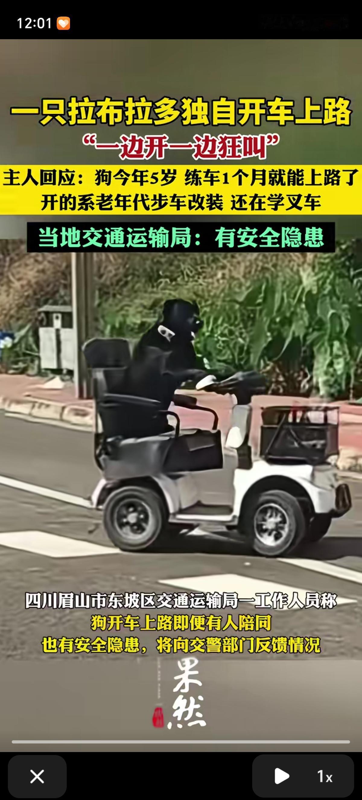 狗子都开车出门上班了，现在内卷届太疯狂了，卷自己就算了，连狗都不放过了，为了吃点