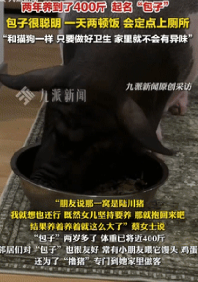 “是个人才！”广西一女孩回老家，看到邻居家的小猪很可爱，得知小猪养大后要被宰后，