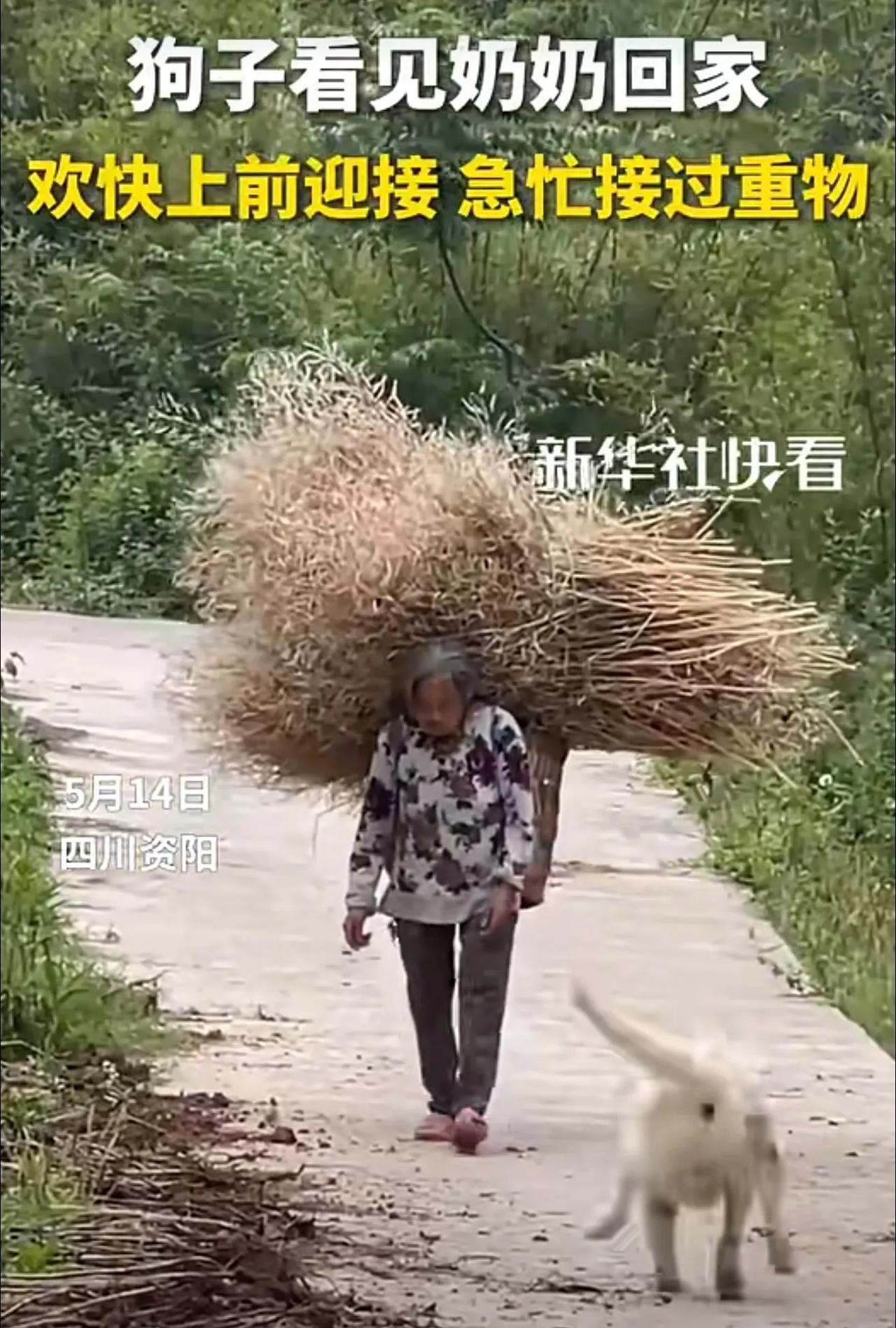 狗子看见奶奶回家，欢快上前迎接，急忙接过重物。