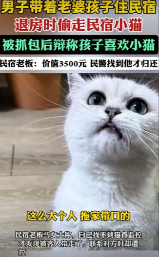 太无语了，河南洛阳，男子一家三口住民宿，将民宿一只价值3500元的猫偷走，老板一