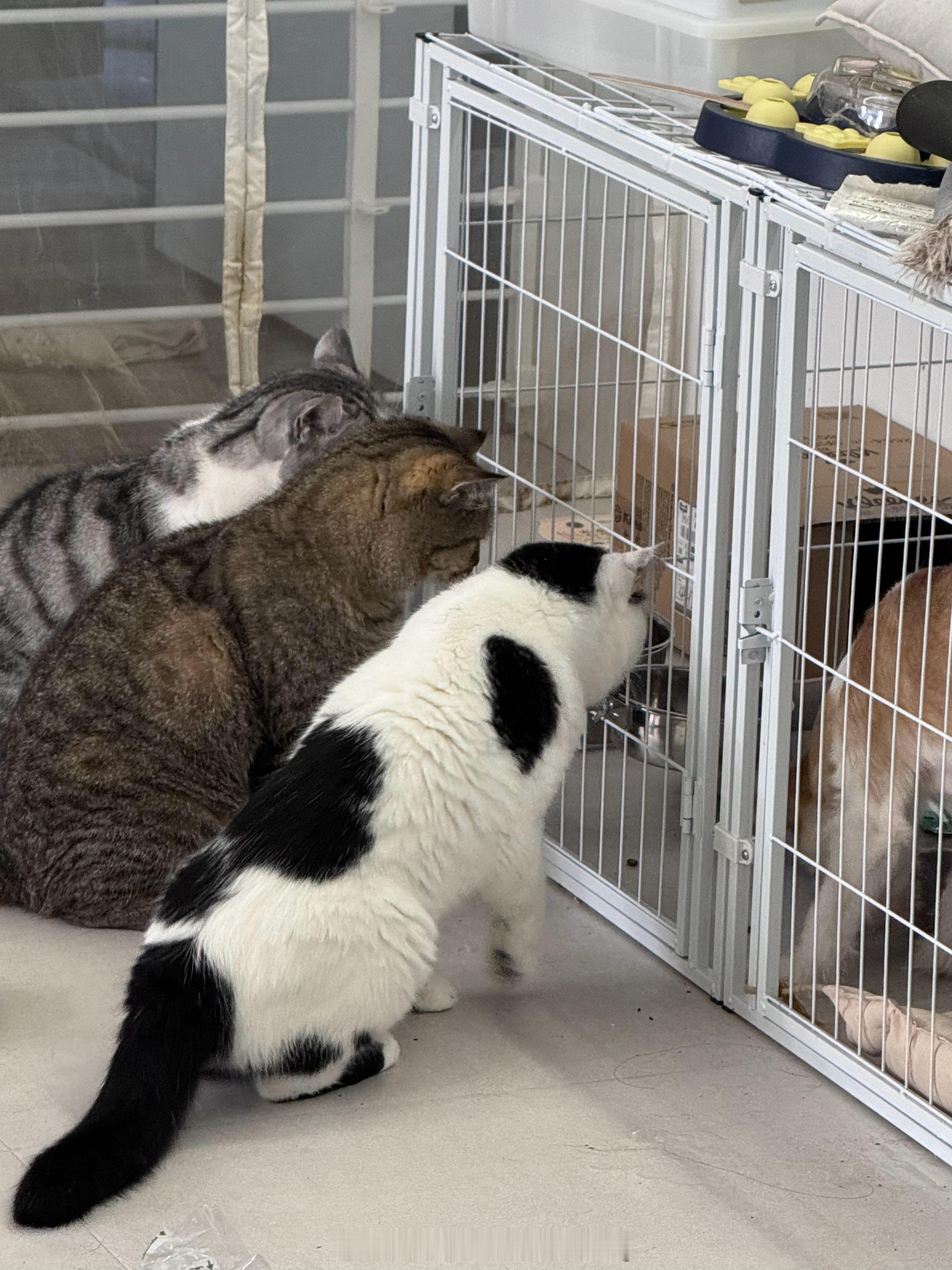 泥们这些小猫咪
