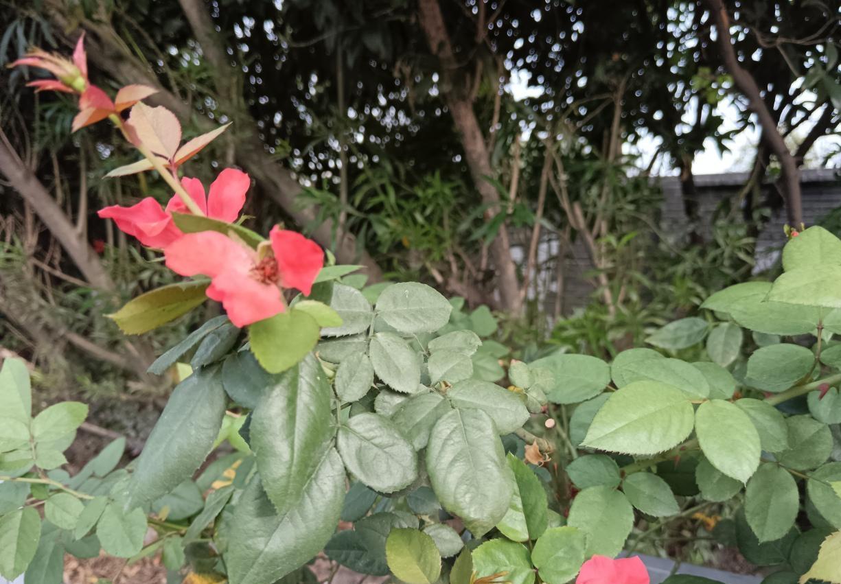 我村有对夫妻，生了二个男孩，年轻时离婚了，老婆长期在外打工，现在五十多了，男的也