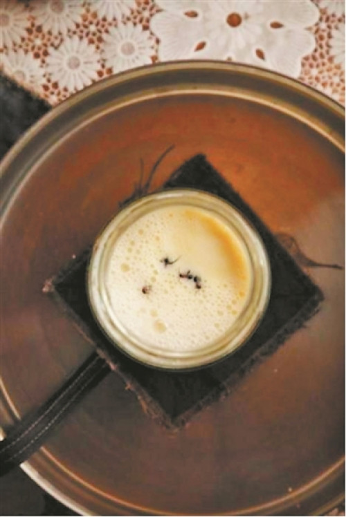 【科学家复刻蚂蚁酸奶成米其林创意菜】把活蚂蚁扔进温牛奶，埋进蚂蚁窝，第二天就能喝