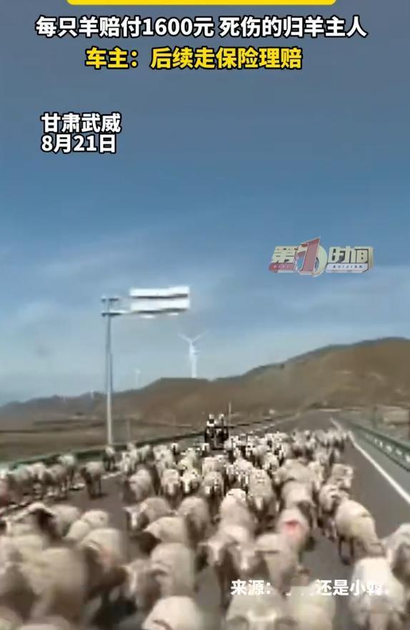 53只羊。一只1600，总共84800。就因为开车走了一下神。事情发生在甘肃武