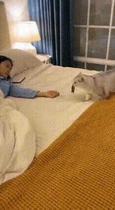 猫：这是我给你带的饭！人类：大可不必！网友睡醒睁眼，差点被吓得魂飞魄散。手