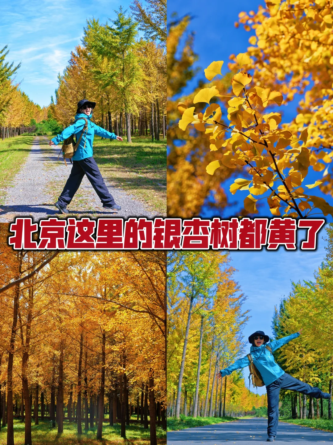 9月19包场式赏秋🍂这里银杏竟全部黄了