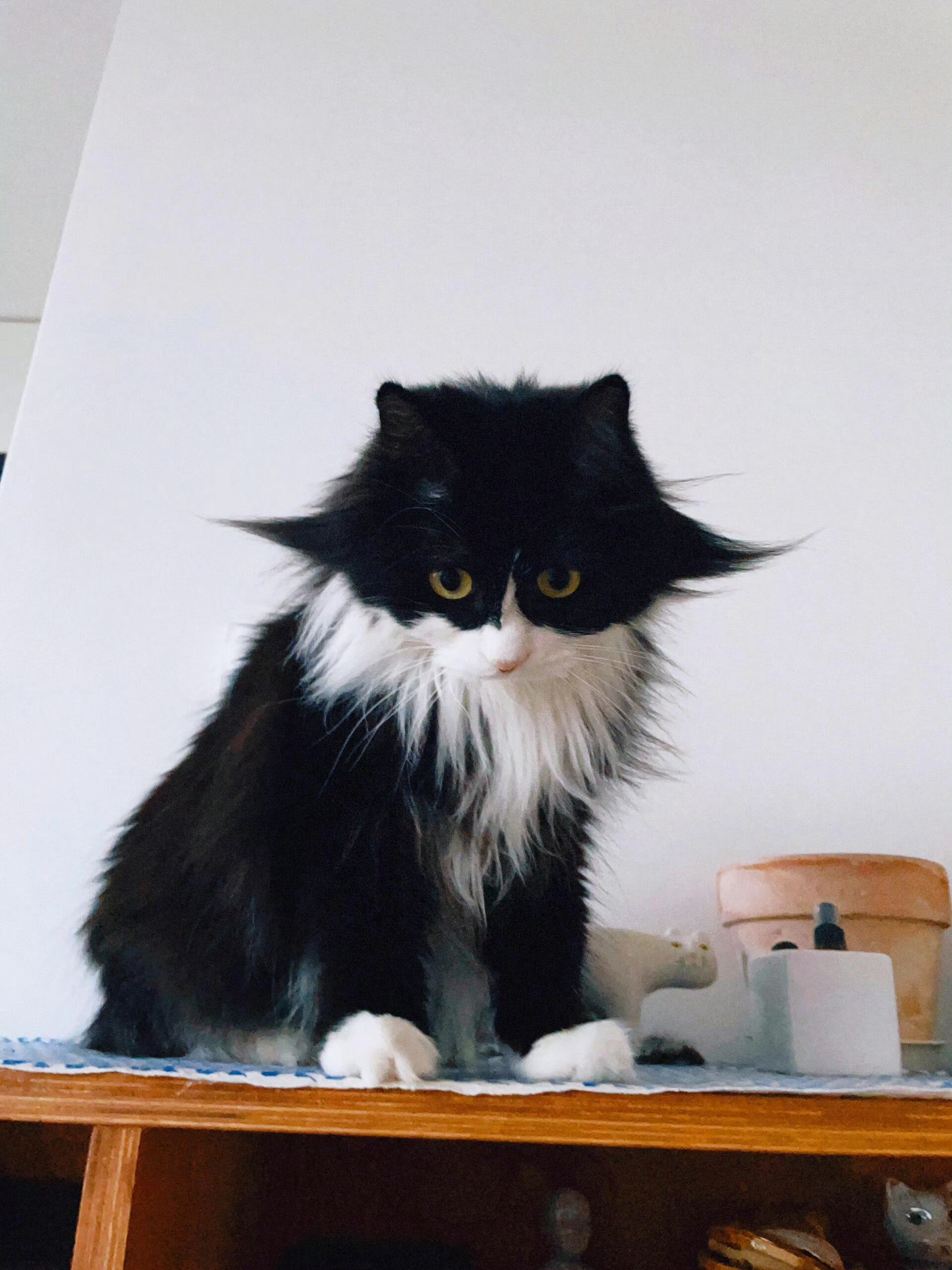 【奶牛猫】不玻璃心，给猫咪起个名字