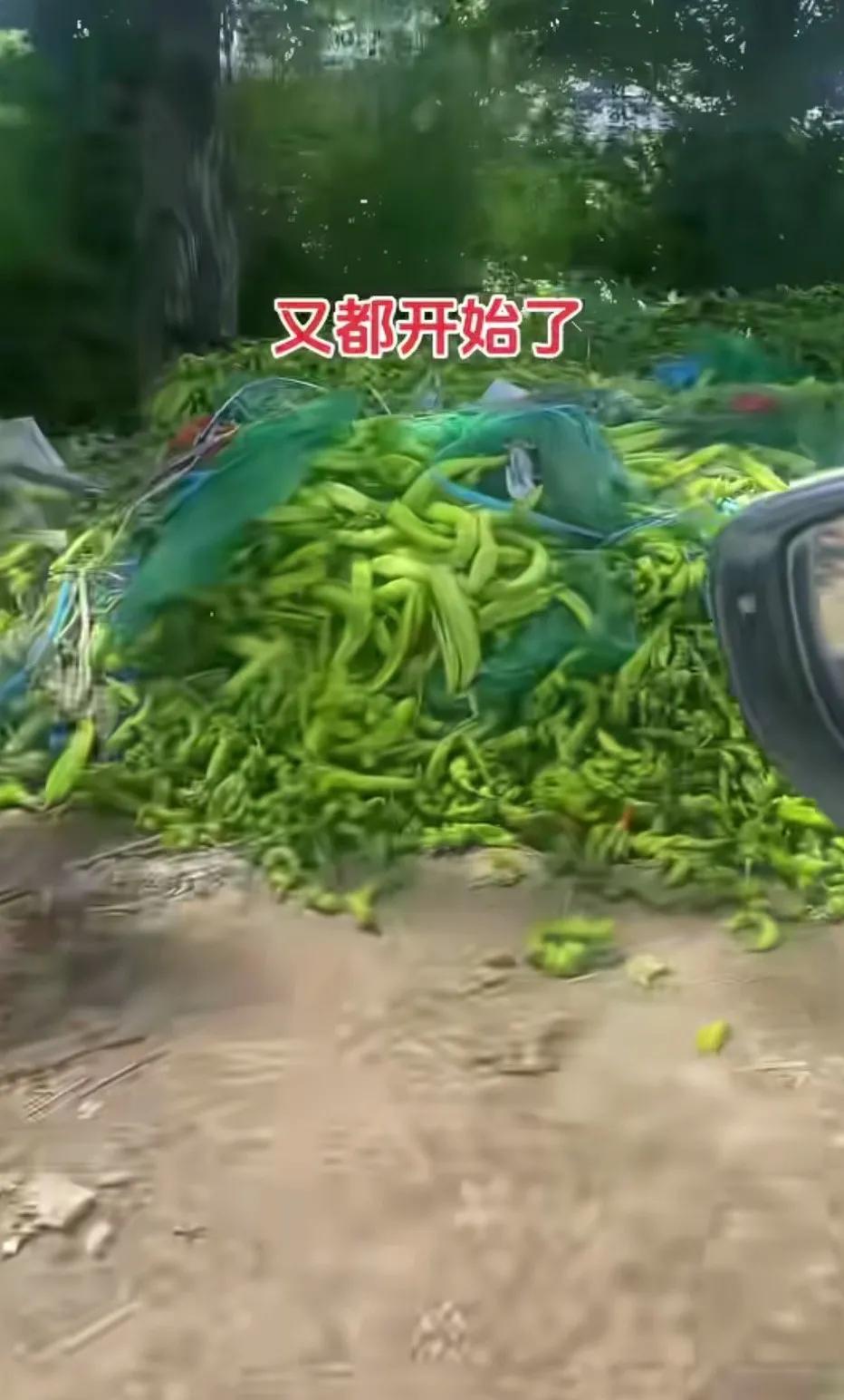 我们老家是农村的，农业主要是种植蔬菜，今年蔬菜丰收，但价格非常低，有的蔬菜根本没