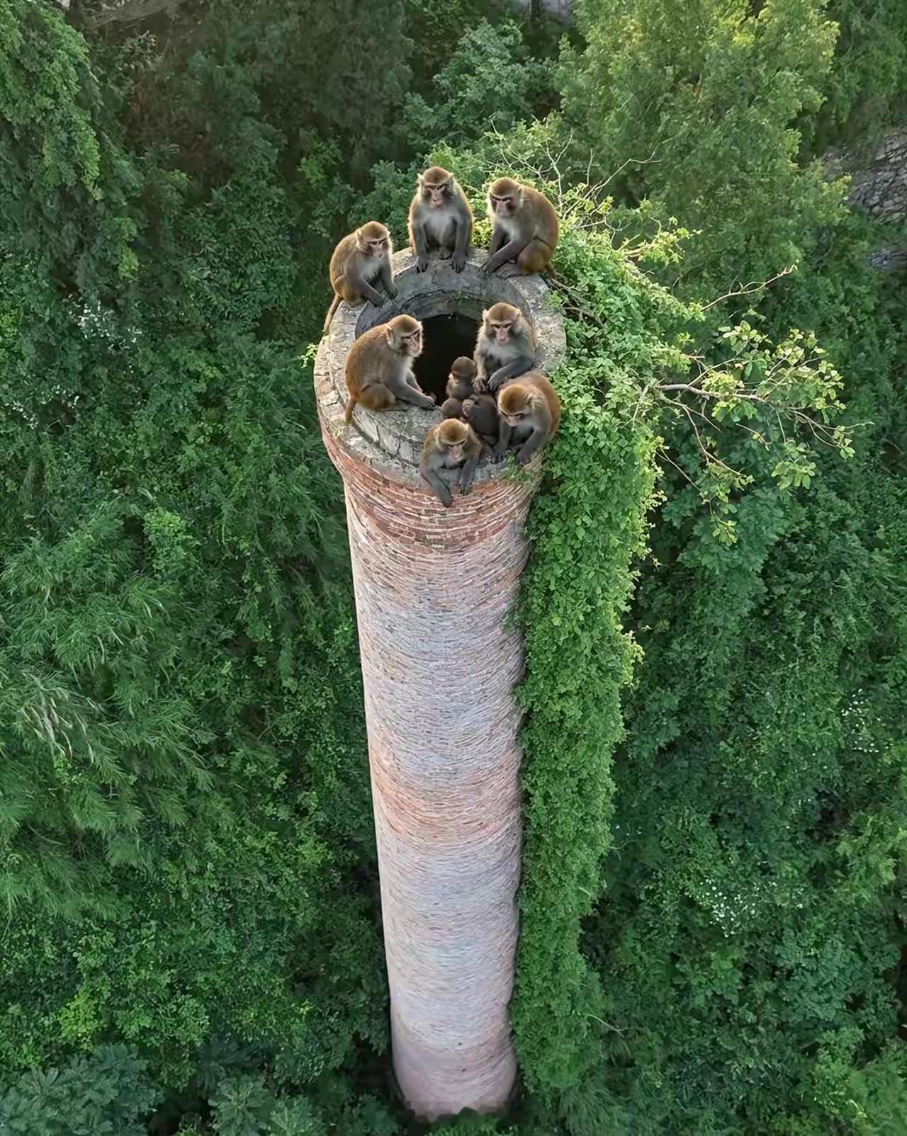 这些猴儿怎么爬下去。