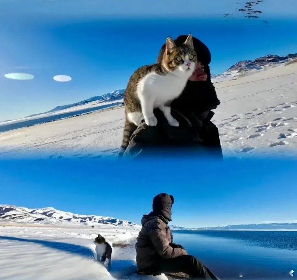 细思极恐！继上次师傅赵朔发现小猫悟空死的蹊跷疑似被下毒后，如今有知情人爆料：有一