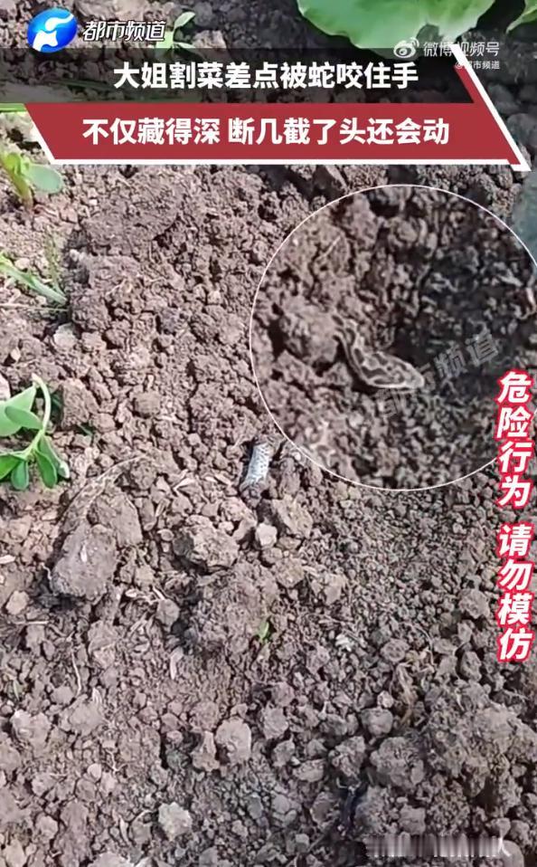 太恐怖了！安徽，一女子清晨到自家菜地割菜，她随手拨开一棵青菜，一条贴着泥色纹路的