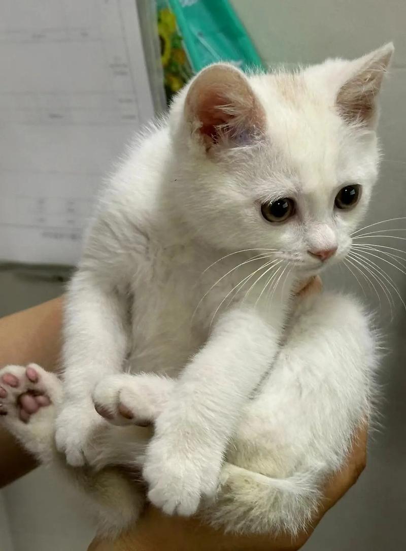 女儿家的猫终于不想养了，已经养了好几年了。昨天晚上她给她爸发微信（以前都是跟