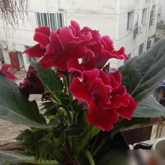 谁懂啊！最近想扦插大岩桐快魔怔了！秋末冬初好多花友都在试，结果要么烂根要么不冒芽