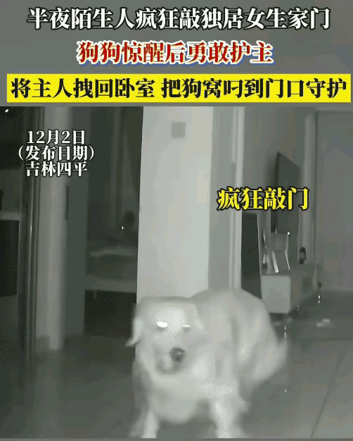 惊呆所有人！金毛这波护主操作，直接把“双向救赎”焊死在人宠关系里！