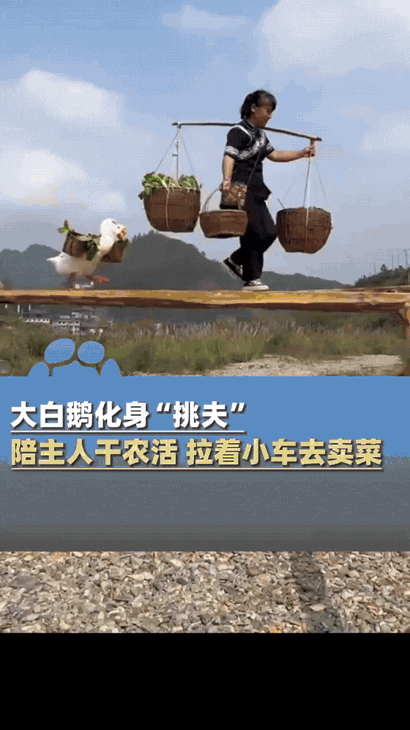谁能想到，一只大白鹅竟把“不白吃一口饭”刻进了骨子里！在贵州的田间地头，这只与主