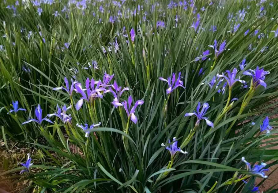 特别是雨后的兰花，非常水灵好看。