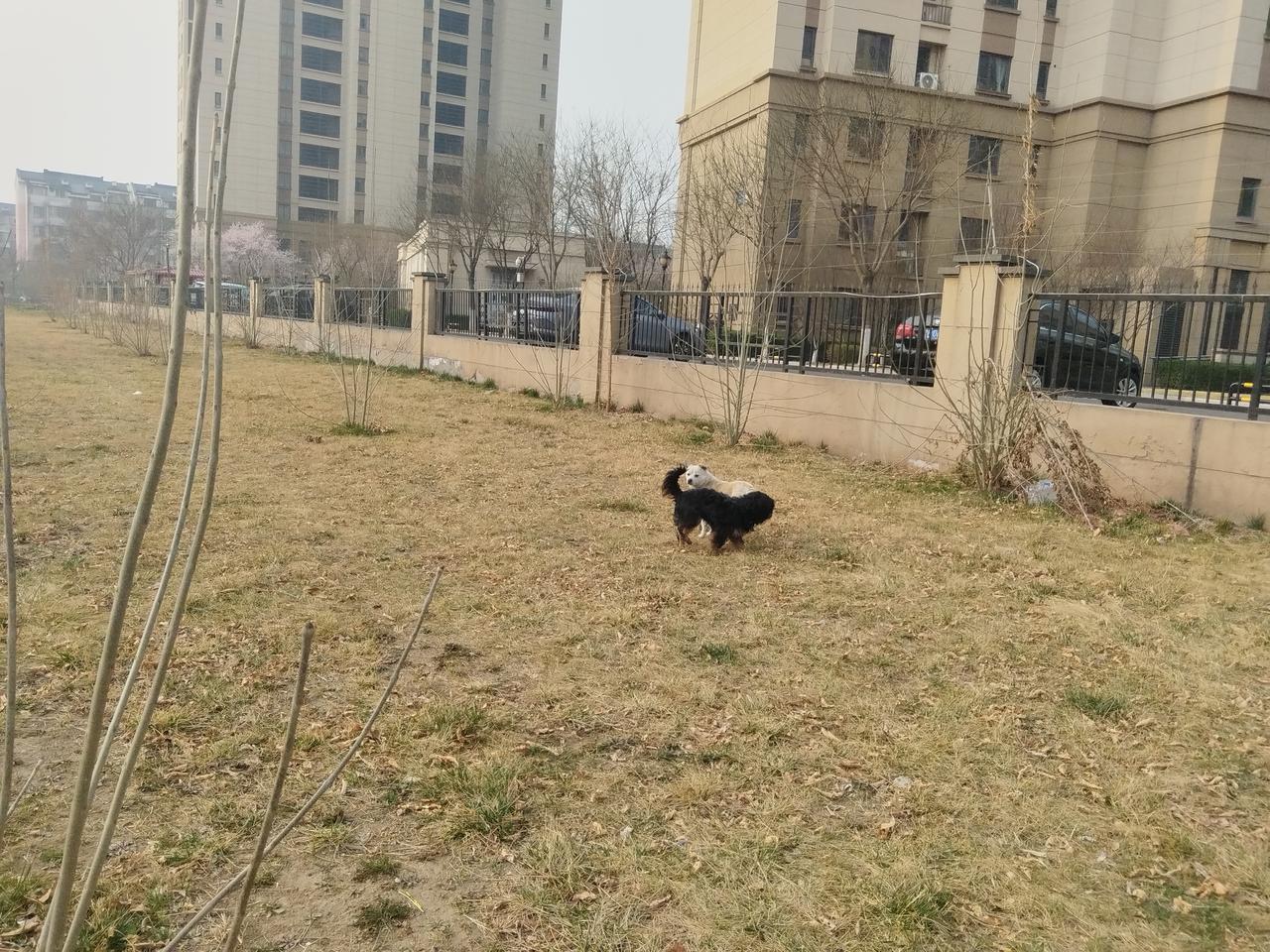 早上送孩子去幼儿园，在小区旁边看到两只结伴的流浪狗狗。孩子很开心，我只好让她远