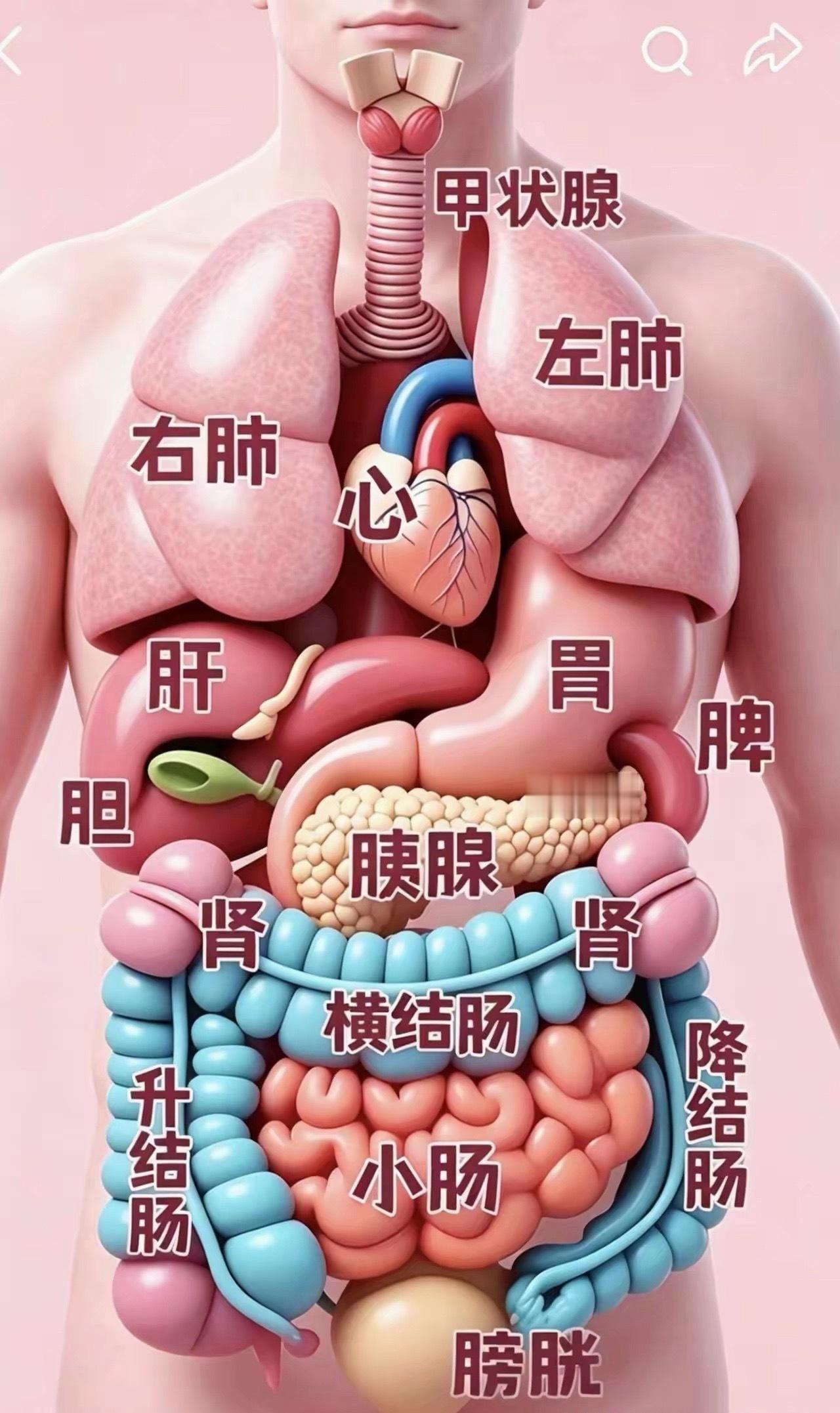 一张图看懂人体消化器官！肠胃疾病早期无症状，胃肠镜是防癌金标准。无痛舒适检查，睡