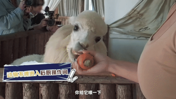 最会情绪管理的职业出现了我不允许还有人没看过《你好，12315》！这简直是职场情