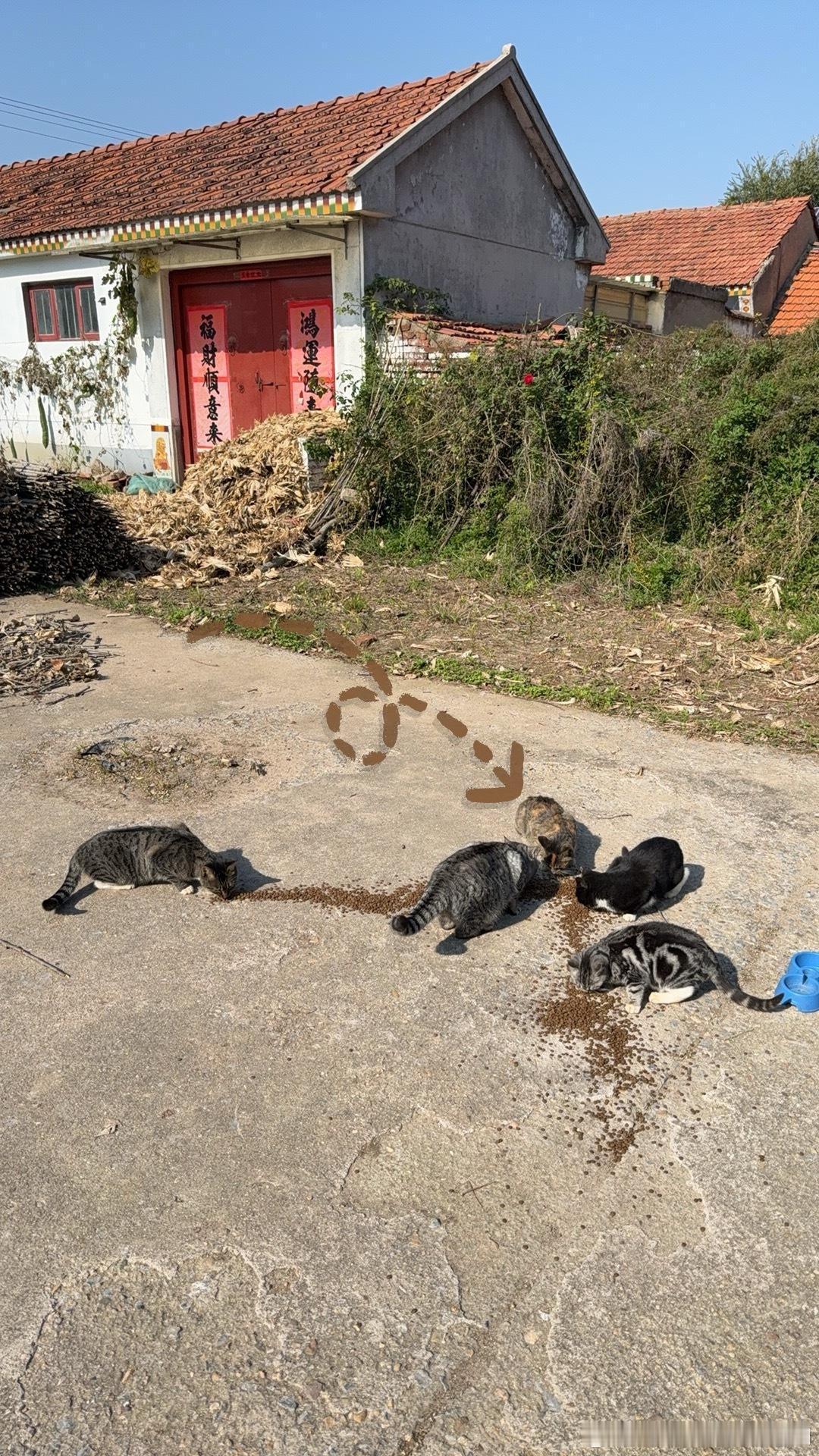 前段时间没回老家喂流浪猫，最近回家喂了几次都没遇到口炎猫，就觉得已经没了，表面上想着死了对他是一种解