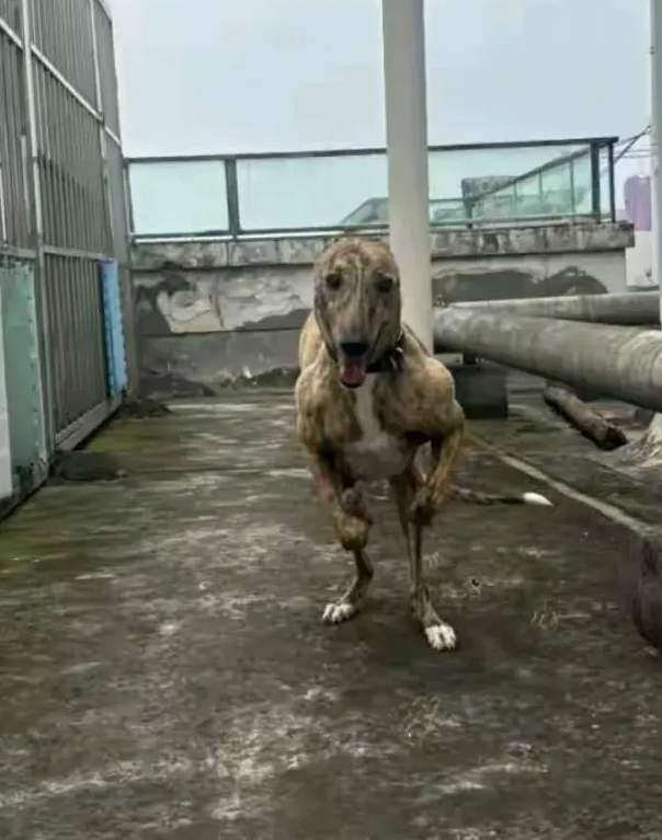 不怕你咬人，就怕你打人