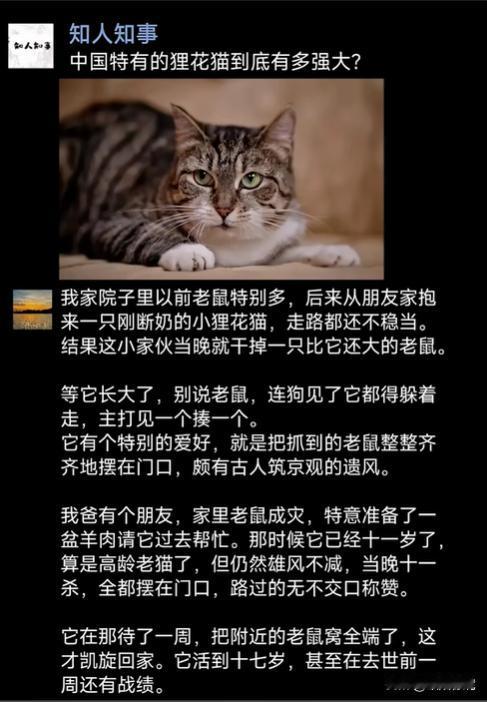 中国特有的狸花猫到底有多强大？