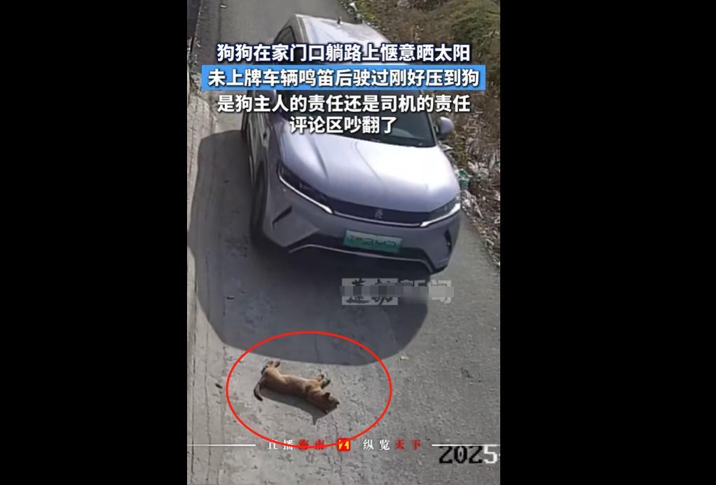 2025年11月27日，浙江一司机遇狗躺路中睡觉，鸣笛无效后未绕行或驱