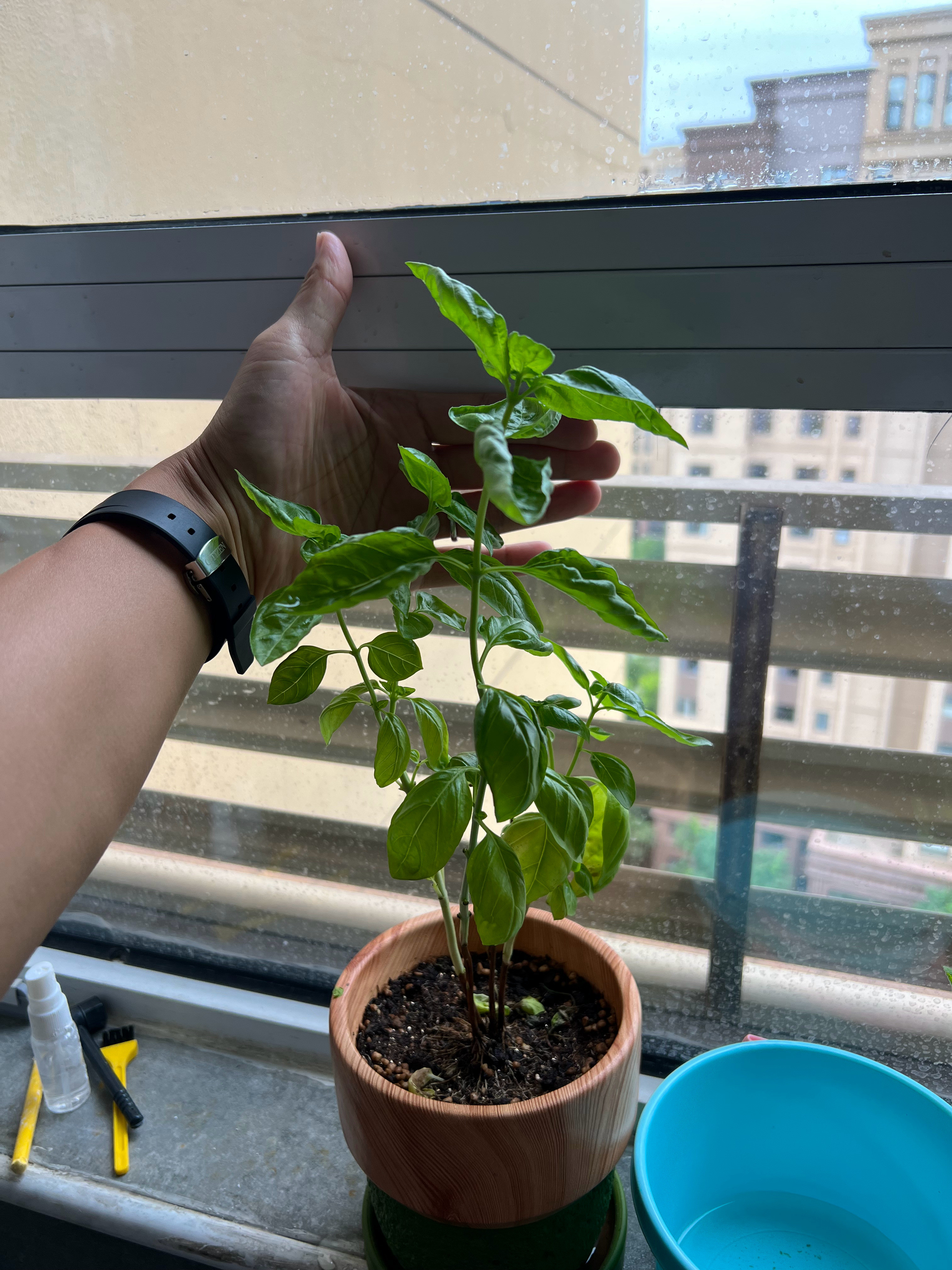 最近跟这个花较上劲了​​​