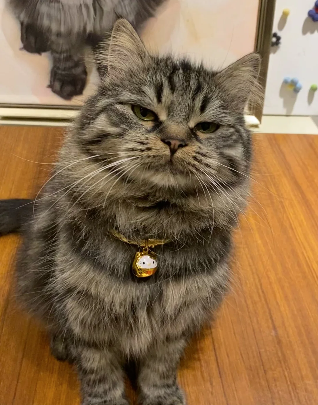 嫡长猫与生俱来的威严 小猫咪原来可以这么拽